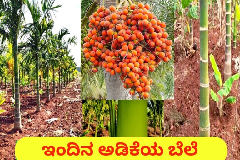 Current Rate for Areca